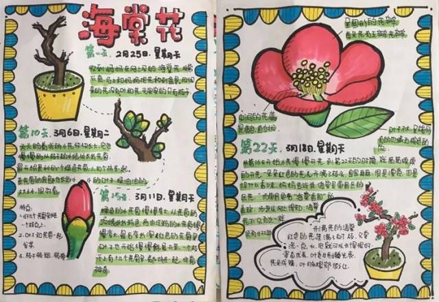 海棠花为主题的手抄报图片