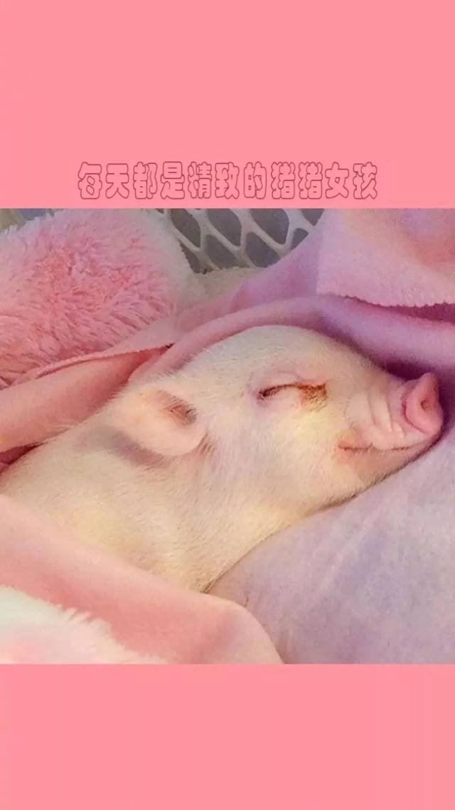 2019猪猪头像和壁纸,第一张就想保存!