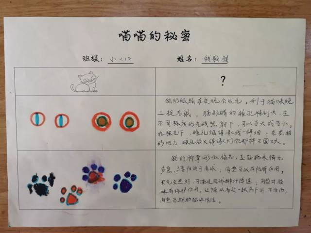 好想和小猫一起玩啊! 主题开始 猫咪是什么样子的?