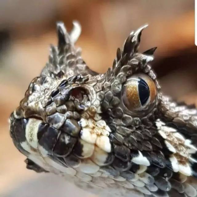 咝蝰的真实世界 (上)