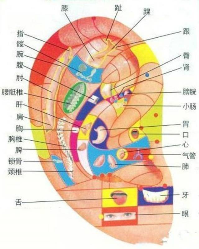 耳朵对应的器官图片