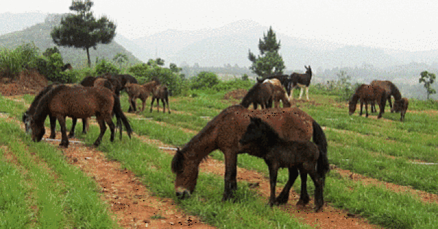 采购大批量活蚯蚓翻土 确保松软土层1米以上 让橙苗更容易吸收养分