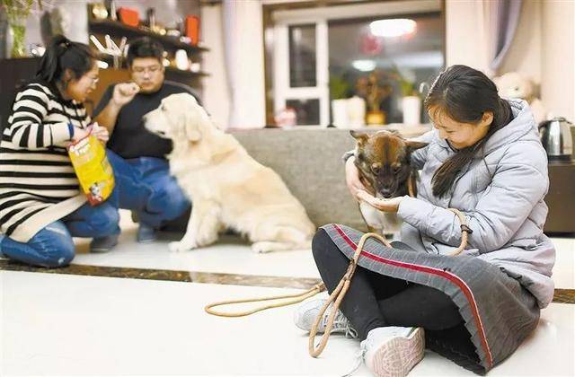 這個女孩名叫劉文軒,網名點點,救助站的名字叫點點流浪動物救助站.