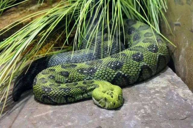 咝蝰的真实世界 (上)