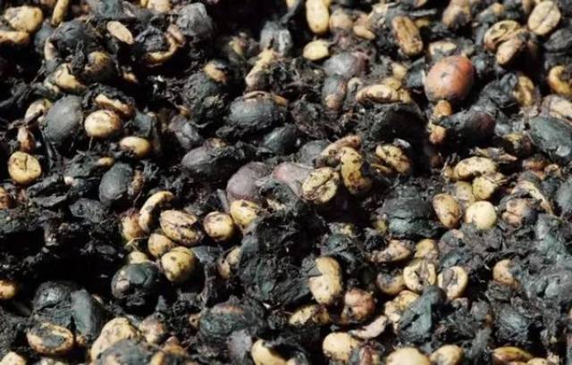 麝香猫的悲歌-猫屎咖啡背后的真相