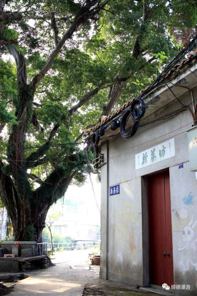 顺德杏坛马宁一瞥