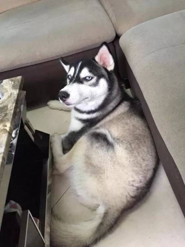 这只哈士奇笑起来特别猥琐,哈哈哈