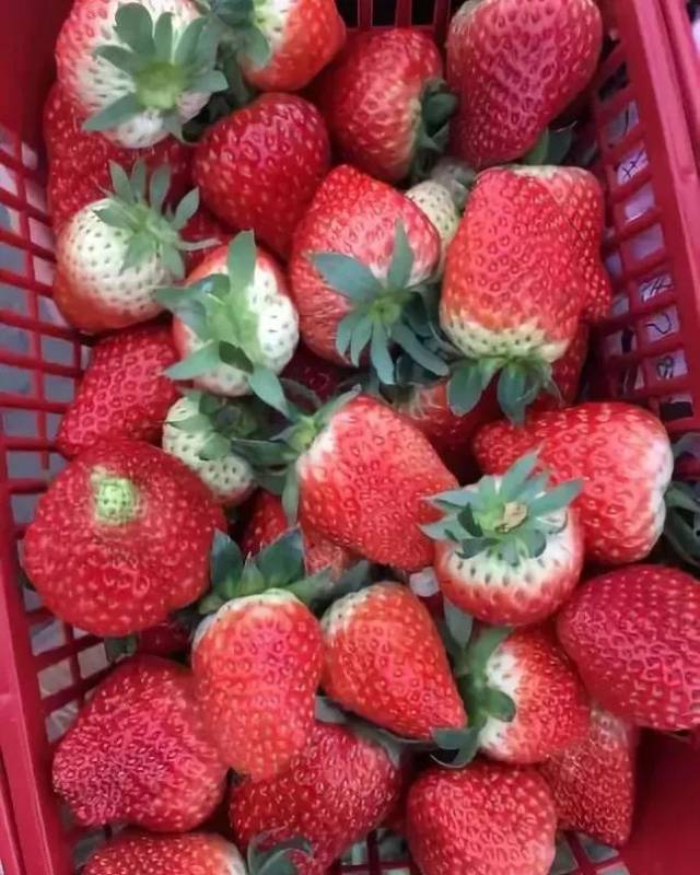 冬草莓熟了!收下这份采摘地图,就在成都周边!