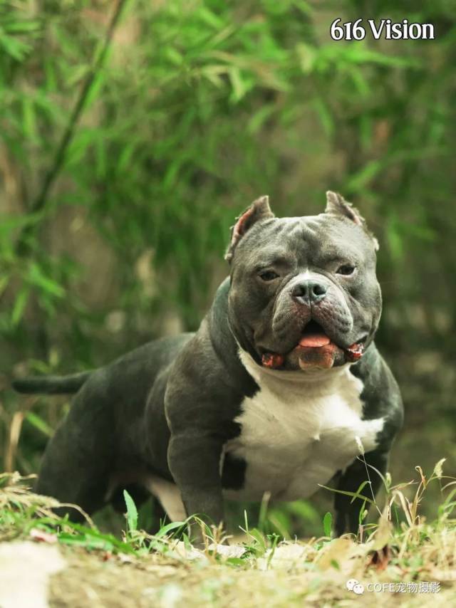 americanbully作品观赏