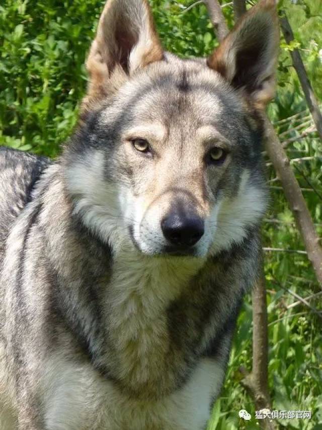 养捷克狼犬的朋友出事了,给养此狗的犬友提个醒!