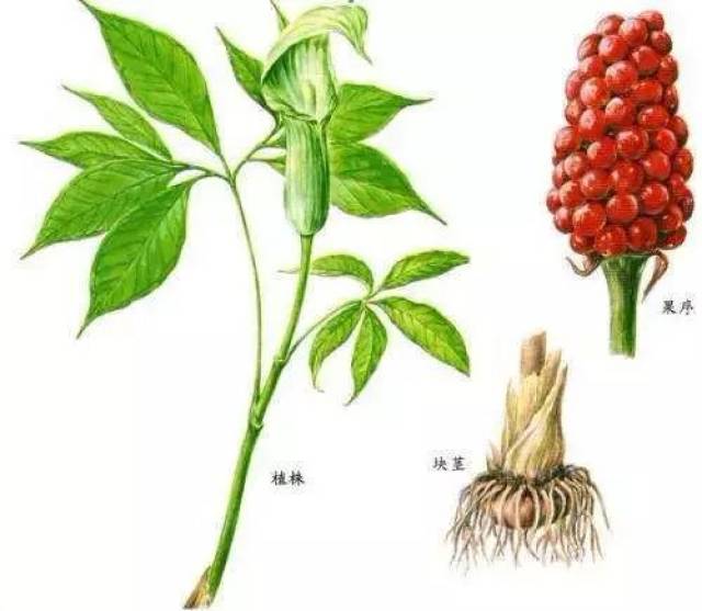 天南星,中药名.