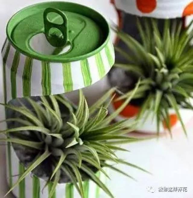 塑料瓶养花种菜这么好还买什么花盆呢连花盆都省了