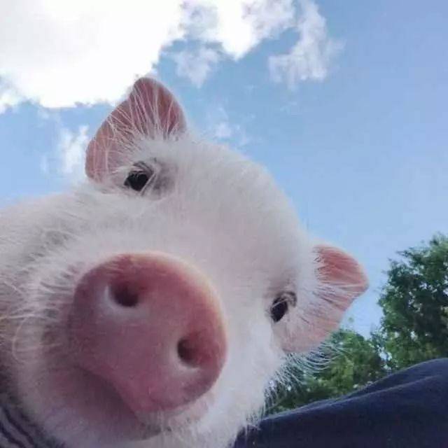 可爱的猪头像图片