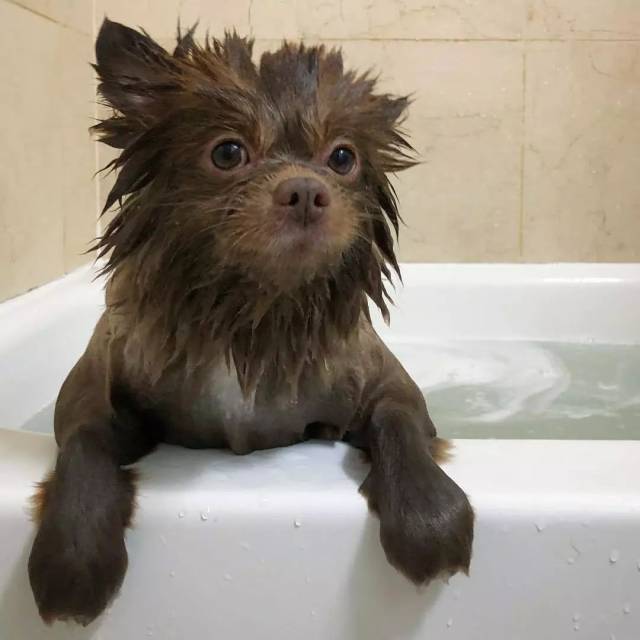 淋湿的狗表情包图片