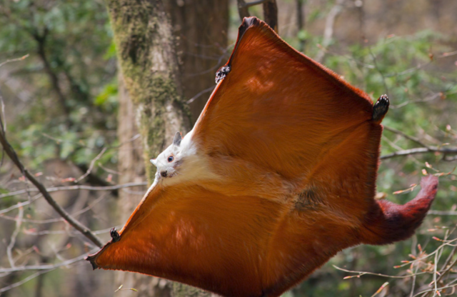 这种会飞的老鼠,应该不会被猫捉住了吧?可惜,现实却让人意外!