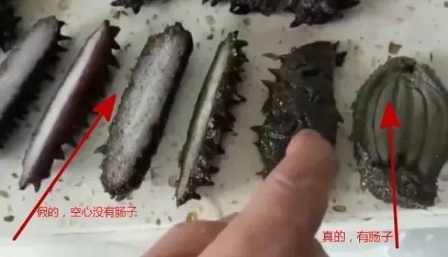 假海参惊现渔业市场!实心的,口感萝卜脆……千万别上当!