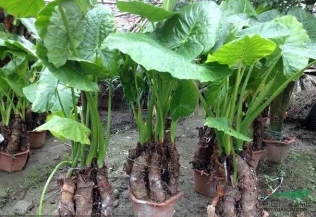 海芋:吃我,你不怕?