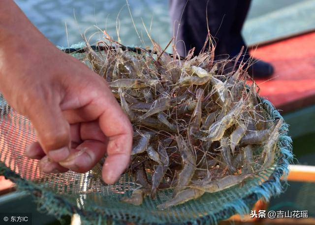 池塘双季青虾套养河蟹生态健康养殖新模式