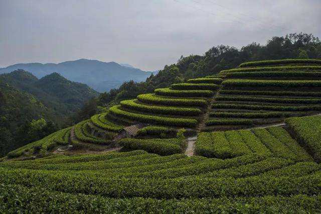 2019年的茶山游出行计划,已经帮你安排好!