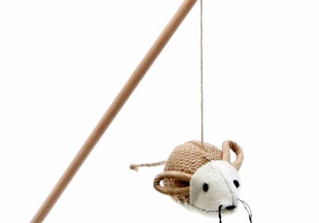 养宠:怎样判断母猫发完情了,母猫发情要几天