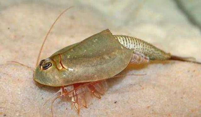 据了解,这种生物名为鲎,在地球上已经生存了两亿年之久,但它们的生命