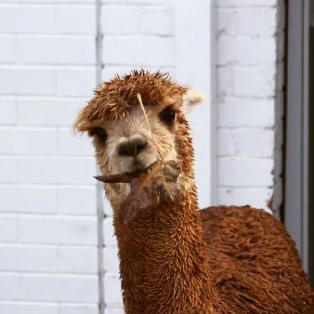 等我有钱了,就养一只羊驼,放家里天天看着就开心!