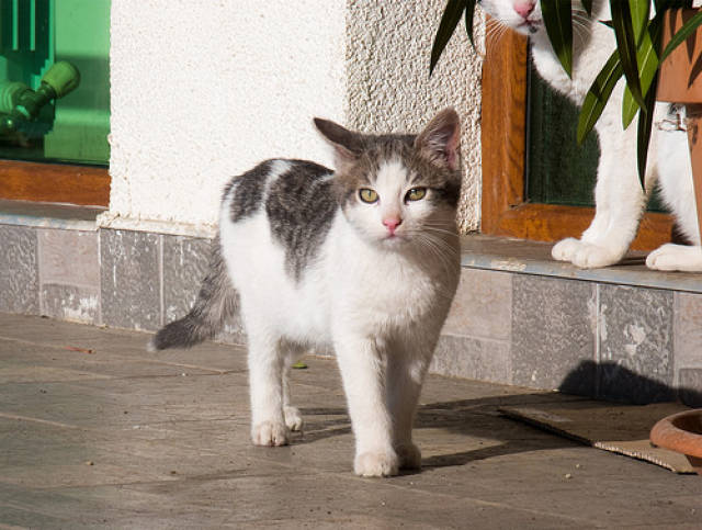 为什么猫吃生肉会发腮,为什么喂生肉猫都发腮