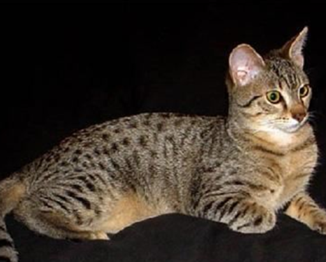 埃及猫要补血可以吃虾吗?可以给埃及猫吃虾补