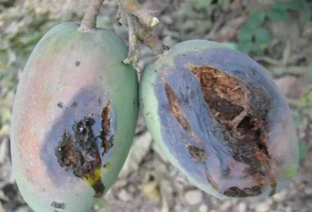 【病害】芒果细菌性角斑病症状及防治措施