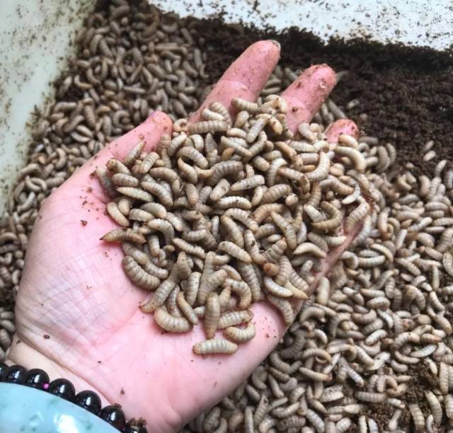 第三大产业昆虫浑身是宝拯救万千畜禽养殖户