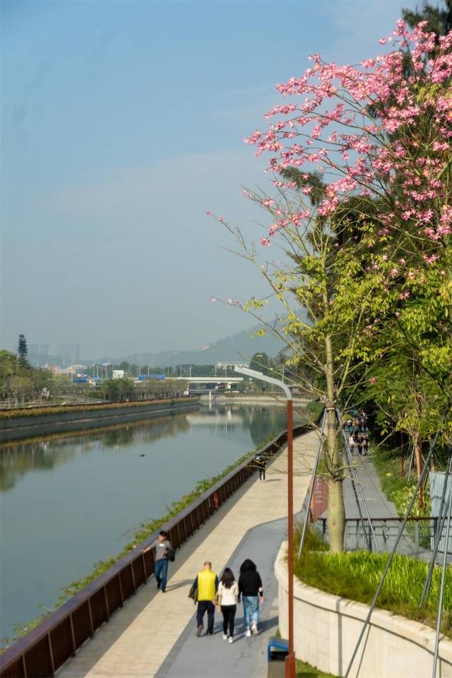 深圳大沙河生態走廊即將成為2019年南山區的又一張旅遊名片