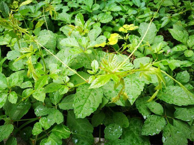 这种野草被称南方人参浑身带刺却被农民当成宝