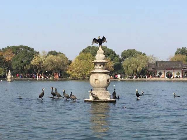 西湖三潭印月只是一处景点?很多人都错了,,很少人知道它的作用