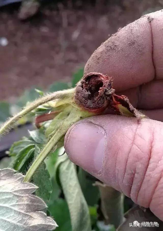 草莓得了红中柱根腐病怎么防治你知道吗?