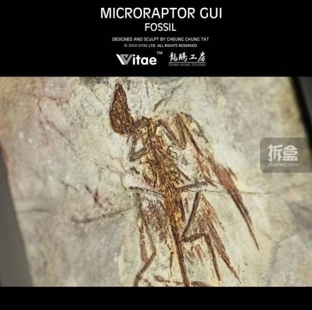 VITAE 为牠 化石摆台 霸王龙、小盗龙、振元龙 恐龙化石摆件_搜狐网