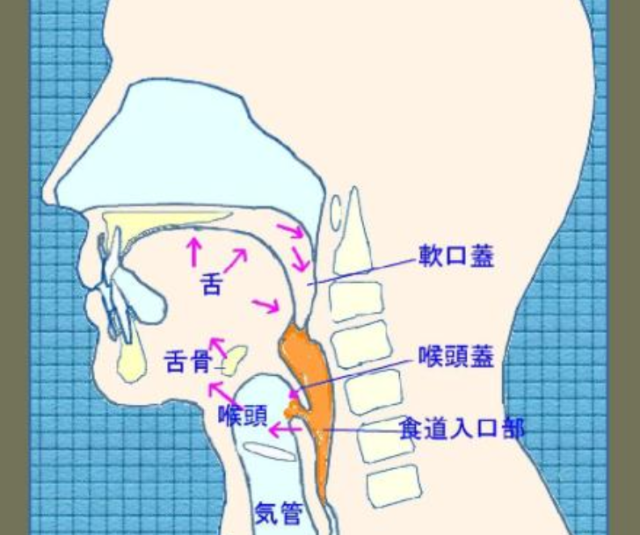 环咽肌 解剖图图片