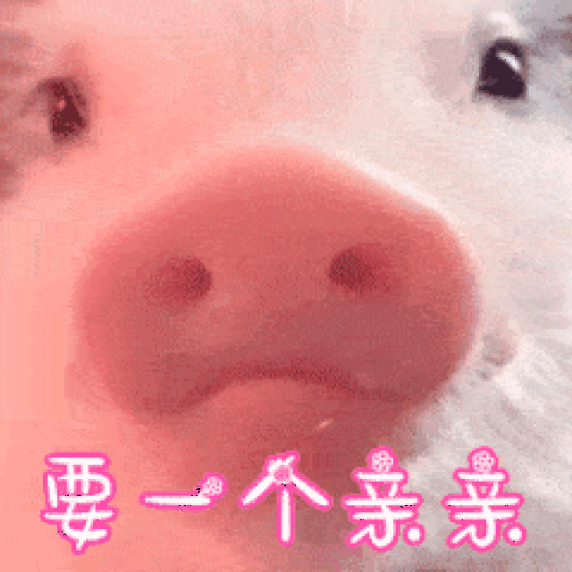 猪gif表情包动态图图片