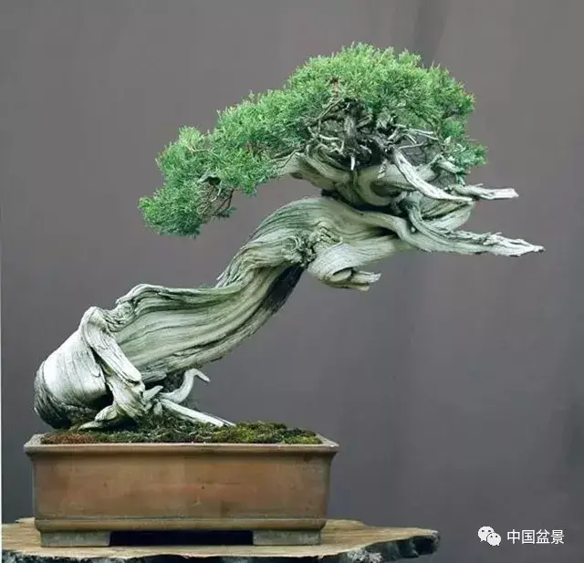 杜松盆景图片,油杉盆景图片,松盆景_大山谷图库