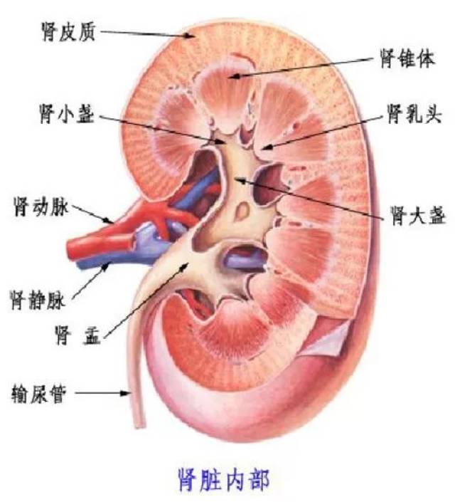 肾脏的位置图片 解剖图片