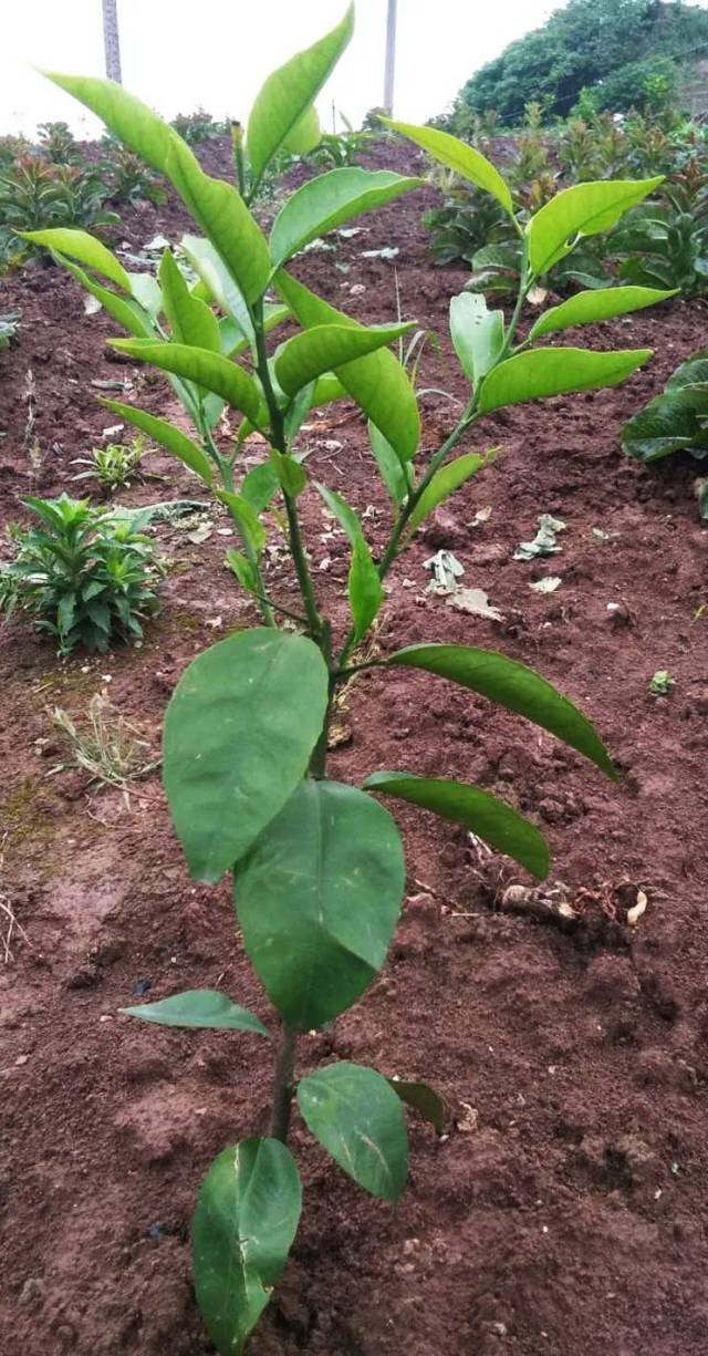 威远原产的这种水果你没有吃过?可惜!