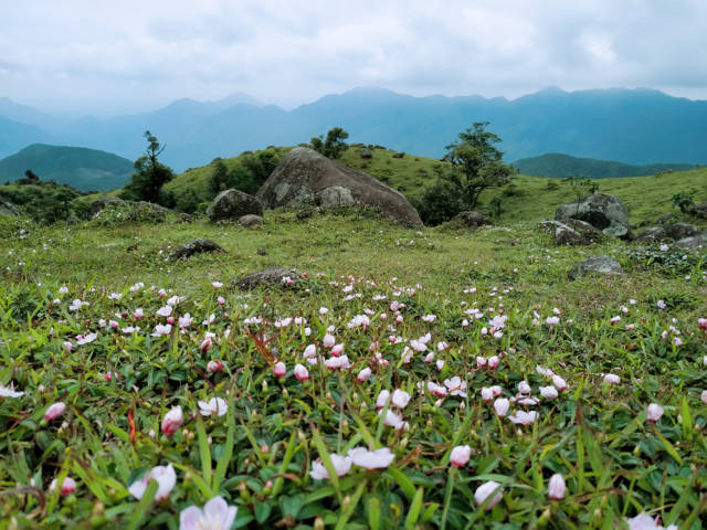 遍地的野花歡迎著你的到來 百馬屯梯田