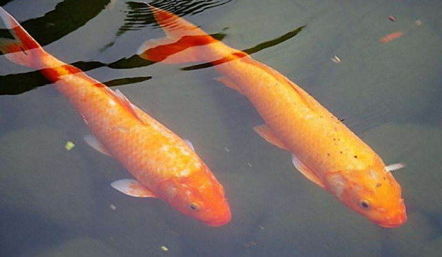 神话中的蛇和鲤鱼都可以幻化成龙那你可知最终谁的实力地位高