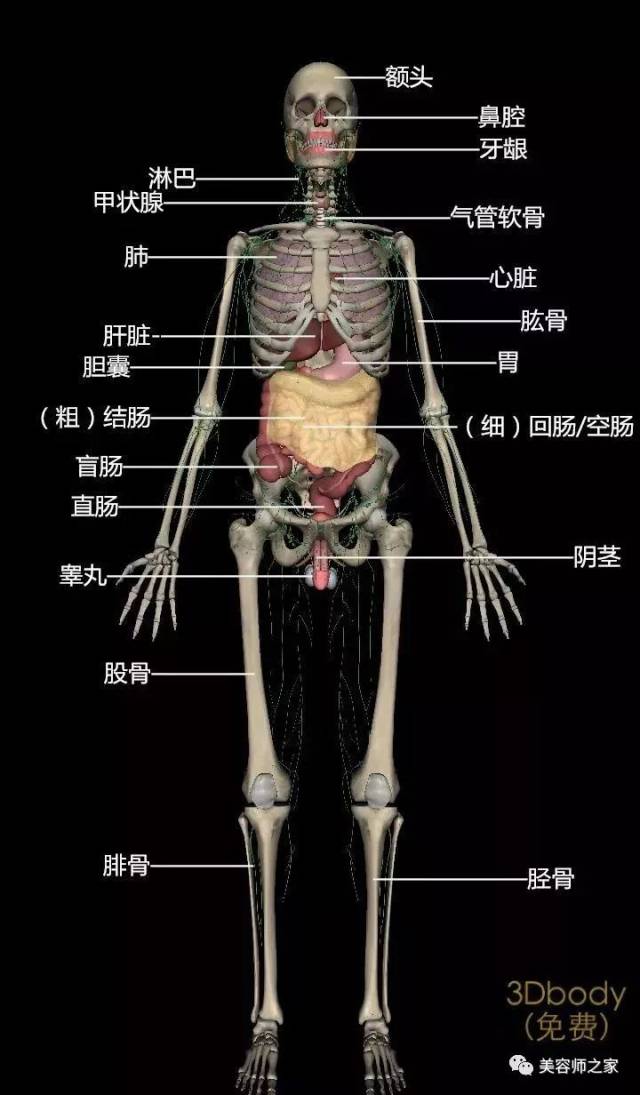 人体的基本结构示意图图片