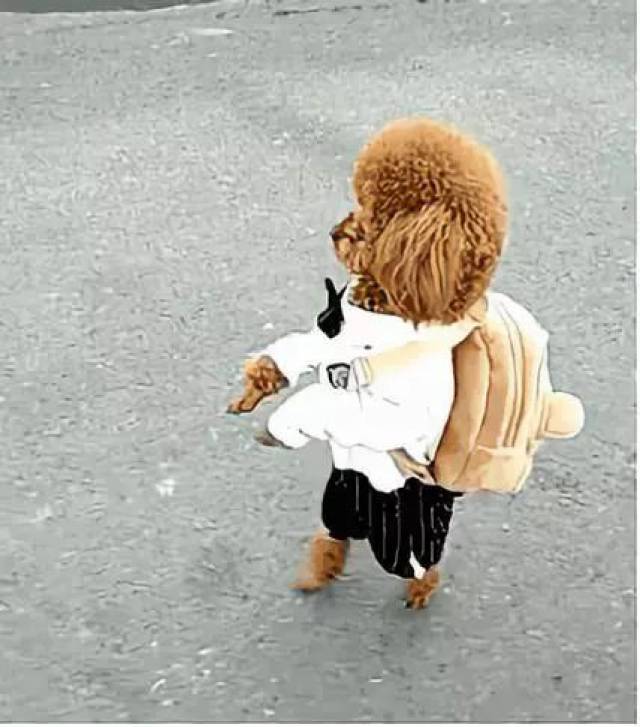 我们只看到了 视频里两条腿走路的宠物多么可爱