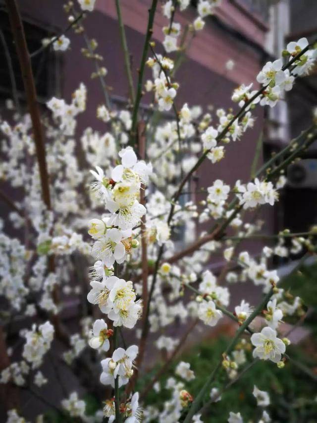 越秀|梅花村街赏梅攻略来了!除了梅花村,这几处也有暗香浮动