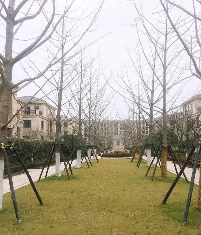 中轴线路两旁铺设树木,草坪上放置休闲椅,生活实在是浪漫.