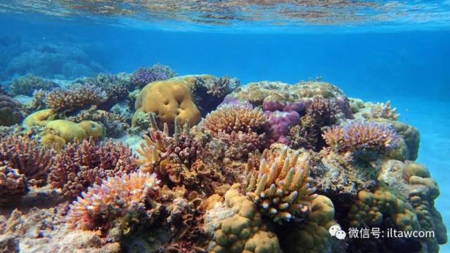 海洋生物的大基地珊瑚礁