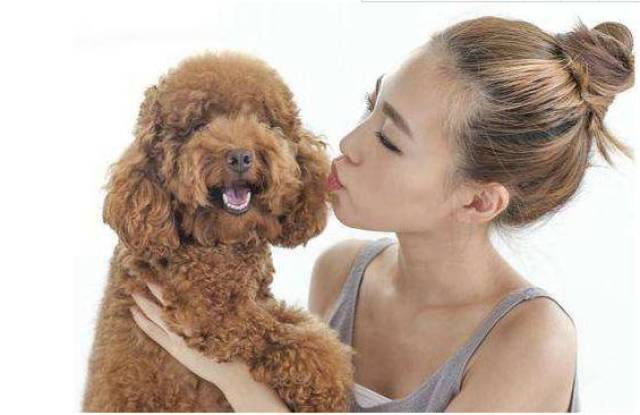 泰迪犬"最爱"的5类主人,每一个都让狗狗喜爱,你在其中吗?