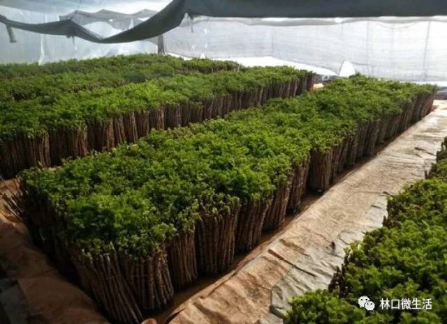 林口镇镇北村绿色刺老芽变致富金芽芽