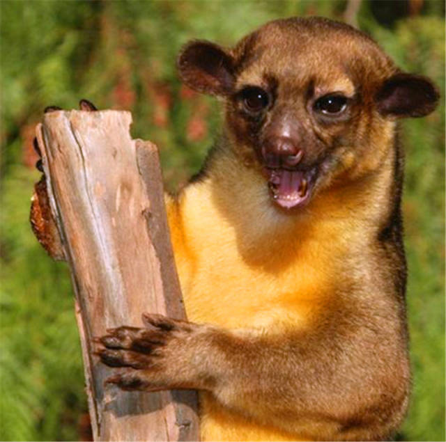 老太太半夜被吵醒,睁眼看到胸口趴着一个小动物,当时就蒙了